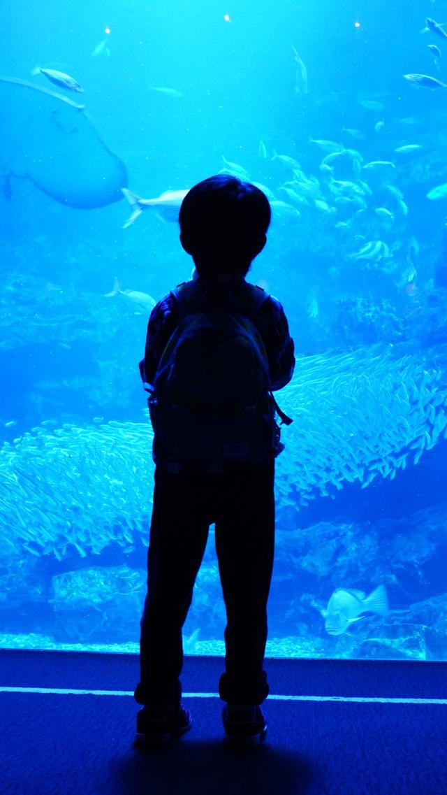 約50種の魚が泳ぐ大水槽。新入りはヒラメ!　