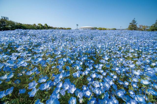 ネモフィラ／4月中旬～5月中旬 なばなの里【三重・桑名】