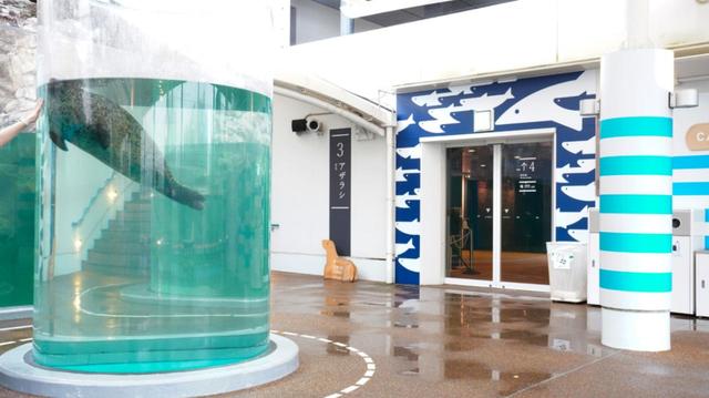 アザラシのチューブ型水槽