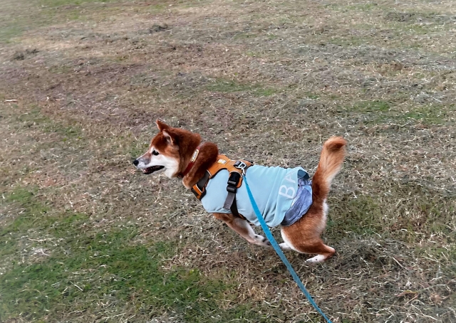 【ユニ・チャーム　マナーウェア】活発な犬でも安心