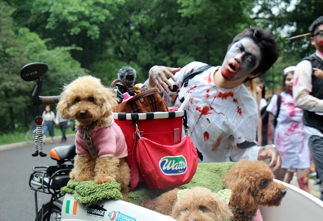 ゾンビウォーキング／犬、怖くないのかな…
