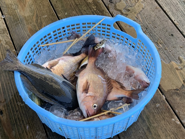 釣れた魚は発泡スチロールに入れてホテルにお持ち帰り!