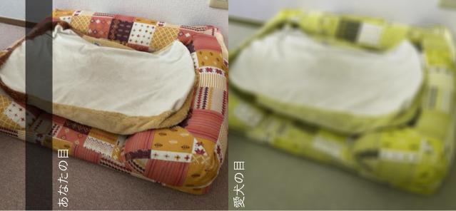 【無料アプリ「犬の目カメラ」】段差のあるベッドは、つまずき防止のためにもシニア期になったら床の色と区別のつく色のものがよさそう