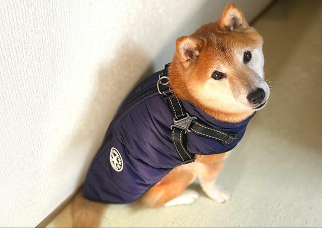 【IGUGHI ふわふわ ダウンベスト風ジャケット 犬用】ダウンジャケットを着こなすイケおじわんこが爆誕！