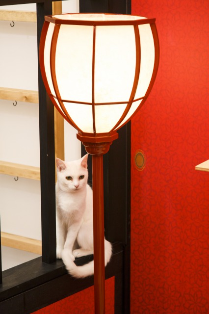 ⓒ江戸ねこ茶屋