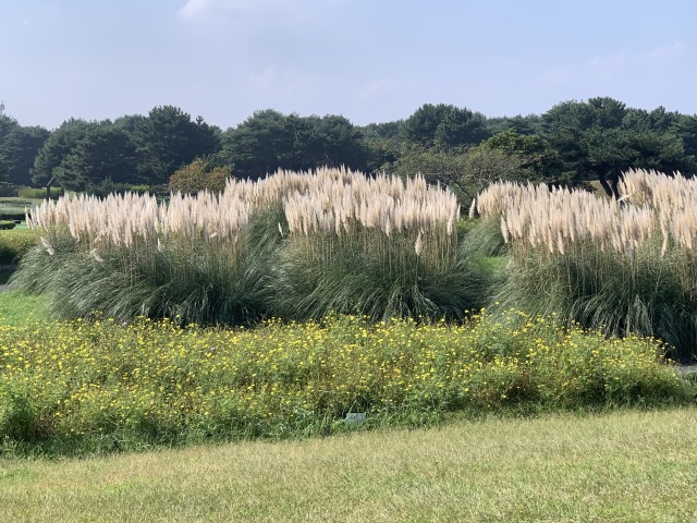 背の高いパンパスグラス