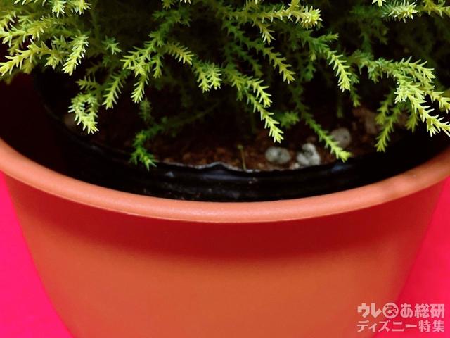 黒いビニールポット入り。鉢がカバーのようになっています。