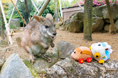 伊豆シャボテン動物公園【PUI PUI モルカー×カロッツェリア】