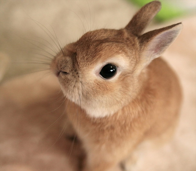 うさぎしんぼる展