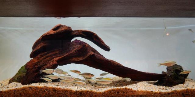 山紫水明エリア カワバタモロコ