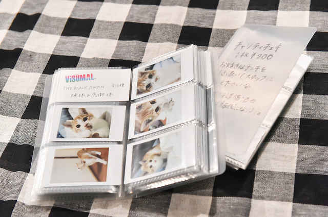 テレビ番組にも出演して有名になった、THE BLACK SWANのDr.  煉さんが提供してくれた、猫の虎徹のチェキ。