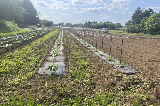 【TACO GLAMP THE MEXICO】野菜収穫体験