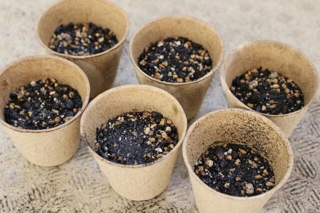 【セリア】そのままポット／100円