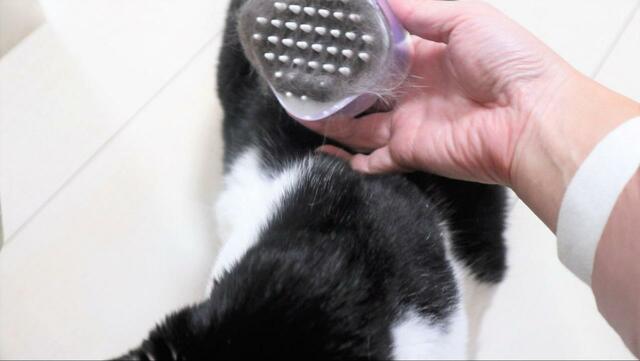 【Cheerble キャンディ・ブラシ】頭、背中、お腹の横…できる限りなでなで