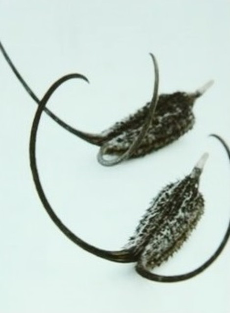 食虫植物トークショー/イビセラ・ルテア