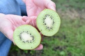 まだ熟していないキウイ