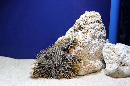 閲覧注意 カワイイ けど油断禁物 毒毒毒毒毒毒毒毒展 もうどく展 で 毒 の魅力にシビれてきた 3 5 ヤバチケ