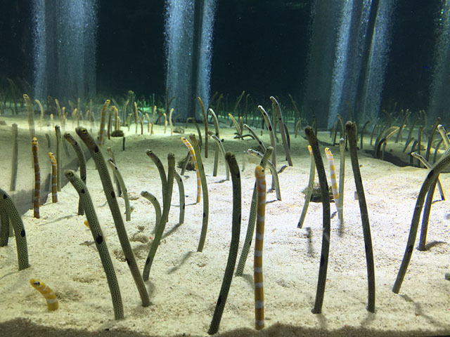 美しい! 「蜷川実花×クラゲ」の超幻想世界