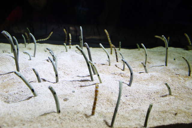 ぬるぬる＆にょろにょろな不思議ないきものたち／人気爆発中のチンアナゴ