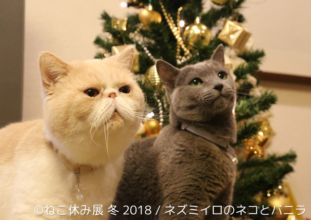 ネズミイロのネコとバニラ