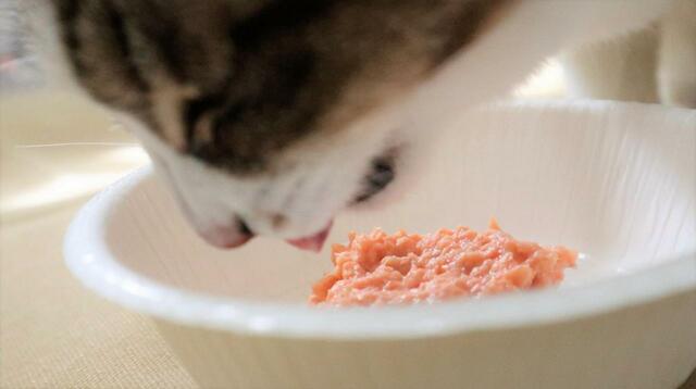 【手作りちゅ～る 猫の反応は…？】お魚味も問題なく食べてくれました