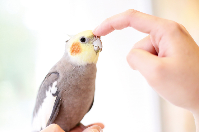 ことりカフェ 吉祥寺
