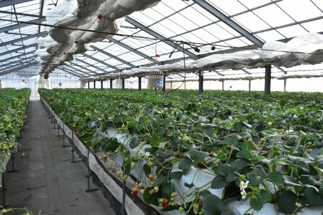 広々としたハウスは温かい