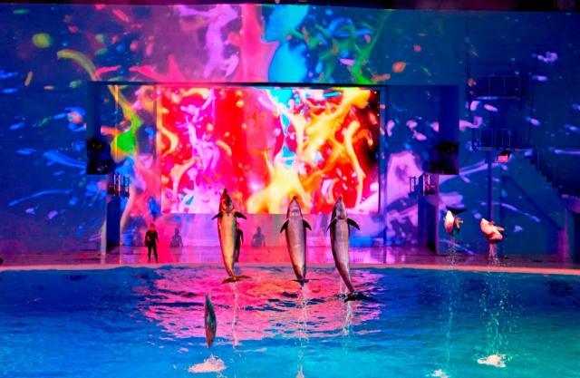 「新ナイトショー」