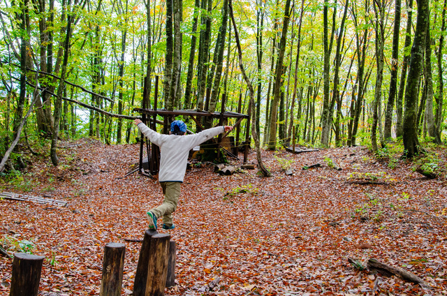 ブナの森パーク|白馬岩岳「ねずこの森」