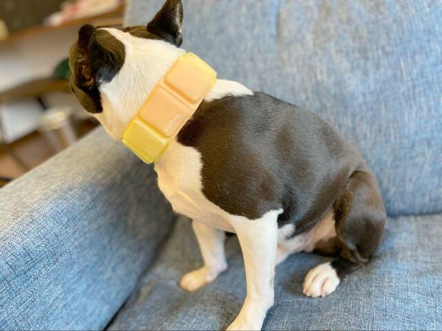 【SUO 犬用クールバンド 】一般的な保冷剤のように“必ず冷凍庫で凍らせておかなければならない”といった手間がかかりません