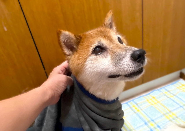 【SHSCLYペット用吸水タオル】ブルブルしても水分が飛び散らないので、後片付けがとっても楽！