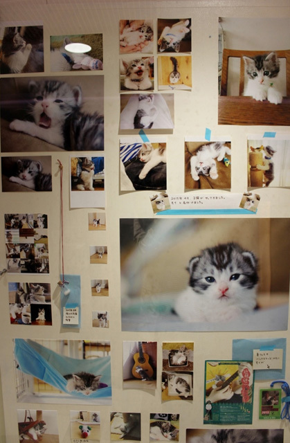 可愛くてキュンキュンする「吉祥寺ねこ祭り」の猫たち