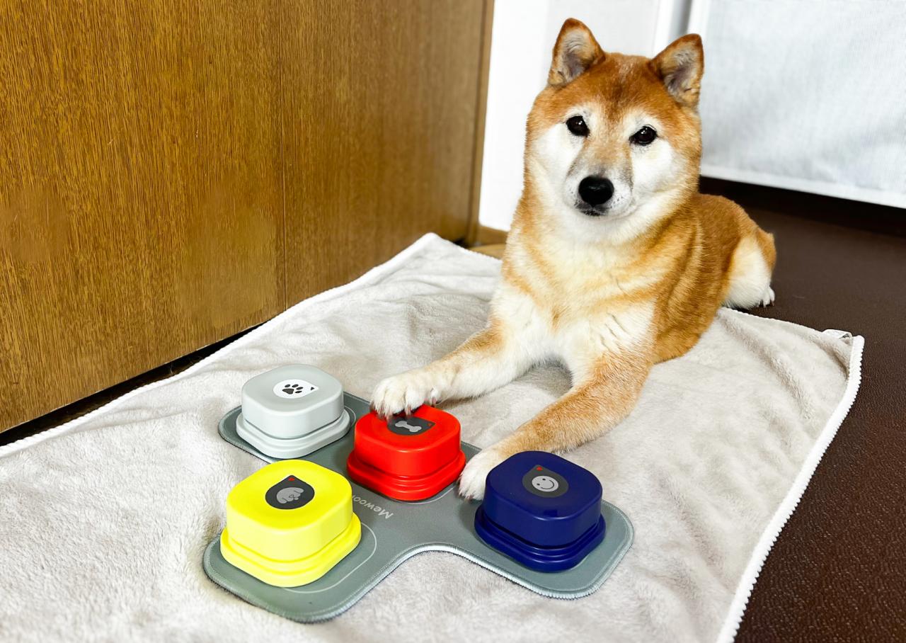 【動画あり】愛犬と話ができる!? SNSで話題の「犬の会話ボタン」試してみたらまさかの展開が…！ - ハピママ*
