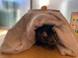 【3COINS こたつ】6キロ以上ある猫には小さすぎるかも？
