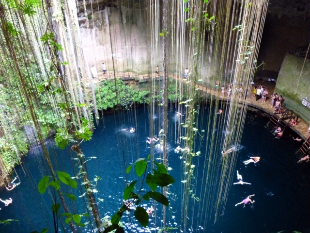 セノーテに下がる根と泳ぐ観光客