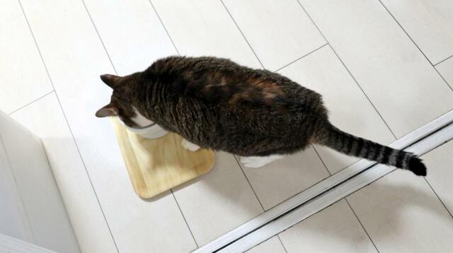 【スープストックトーキョー 猫のためのスープ 】スープが残っている間はずっとこのポーズ