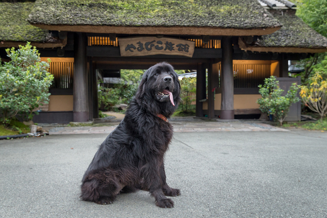 小さな子どもにも人気の看板犬「ウメ」／熊本県・黒川温泉「やまびこ旅館」