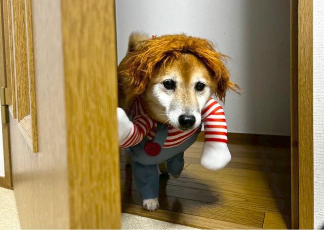 【犬用チャッキーコスチューム】本当に二足歩行しているように見えてきます
