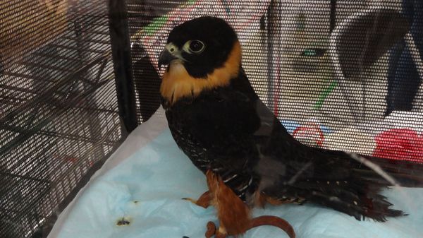 「東京レプタイルズワールド2014」に集まった動物たち