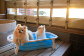 わんちゃん用のバスタブもあり【ゆるり西伊豆】
