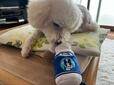 【Doggy Box 牛乳瓶のぬいぐるみ】遊んでいる様子