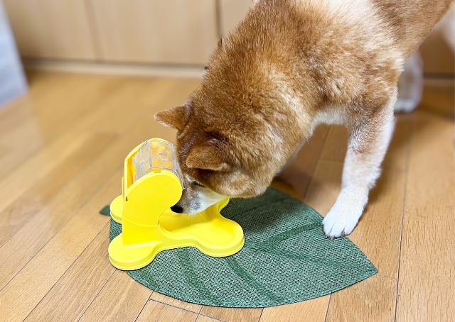 【ドギーマン わんこのでるでる自飯器】大好きなフードを食べたくてたくさん考えるので、楽しく脳トレができます