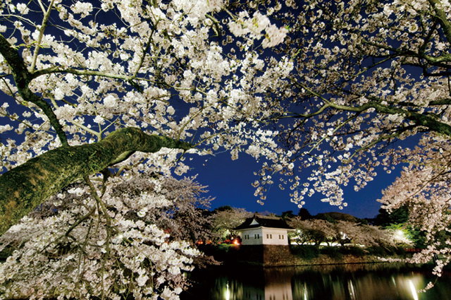 小田原桜まつり（神奈川／小田原）