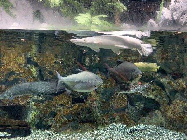 古代魚のプラチナアリゲーターガーがいた！