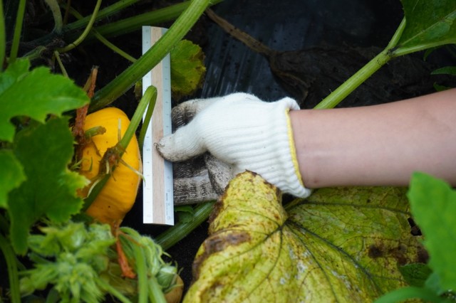 【リゾナーレ那須】収穫できるサイズかどうかをチェック