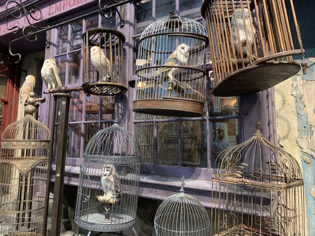 カワイイ鳥やフクロウたち