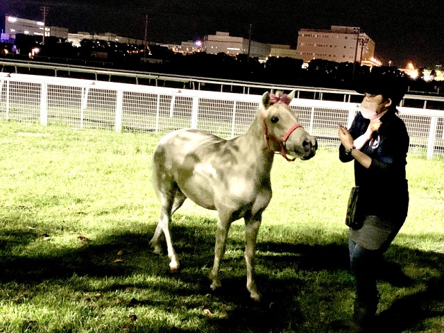 スタッフと遊ぶかわいい子馬