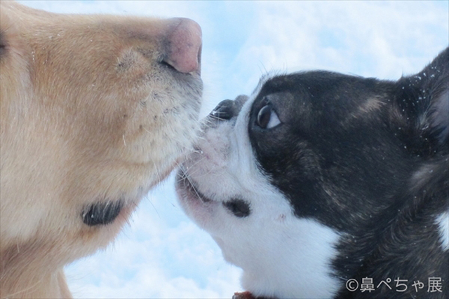 「鼻ペちゃ展」 （TODAYS GALLERY STUDIO）