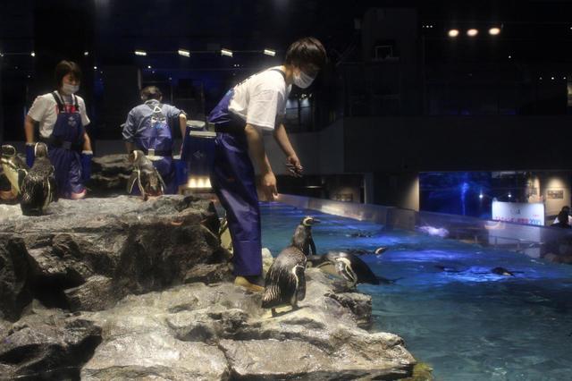 よく見ると一匹ずつ個体差があります。