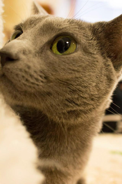 カメラ女子が撮影した“ふわふわ＆もふもふ”の猫たち